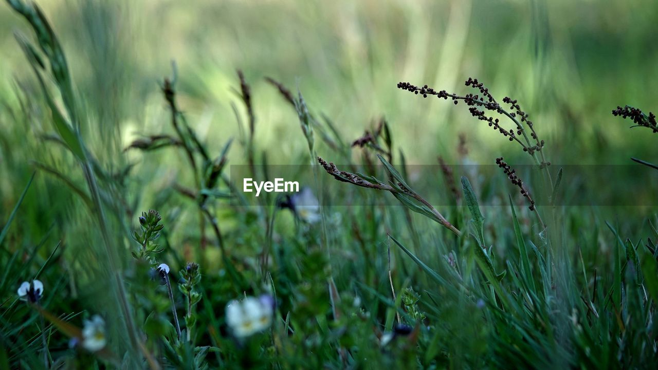 Close-up of fresh grass in field