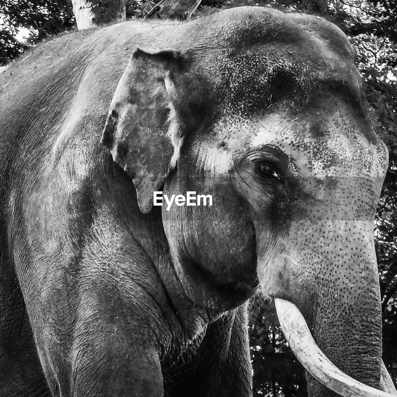 Portrait of elephant