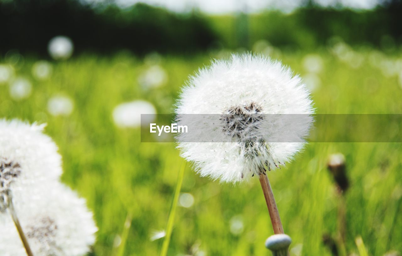 CLOSE-UP OF DANDELION FLOWER ON FIELD