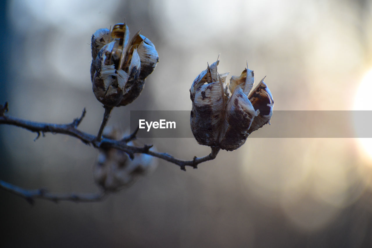 Close-up of dried plant