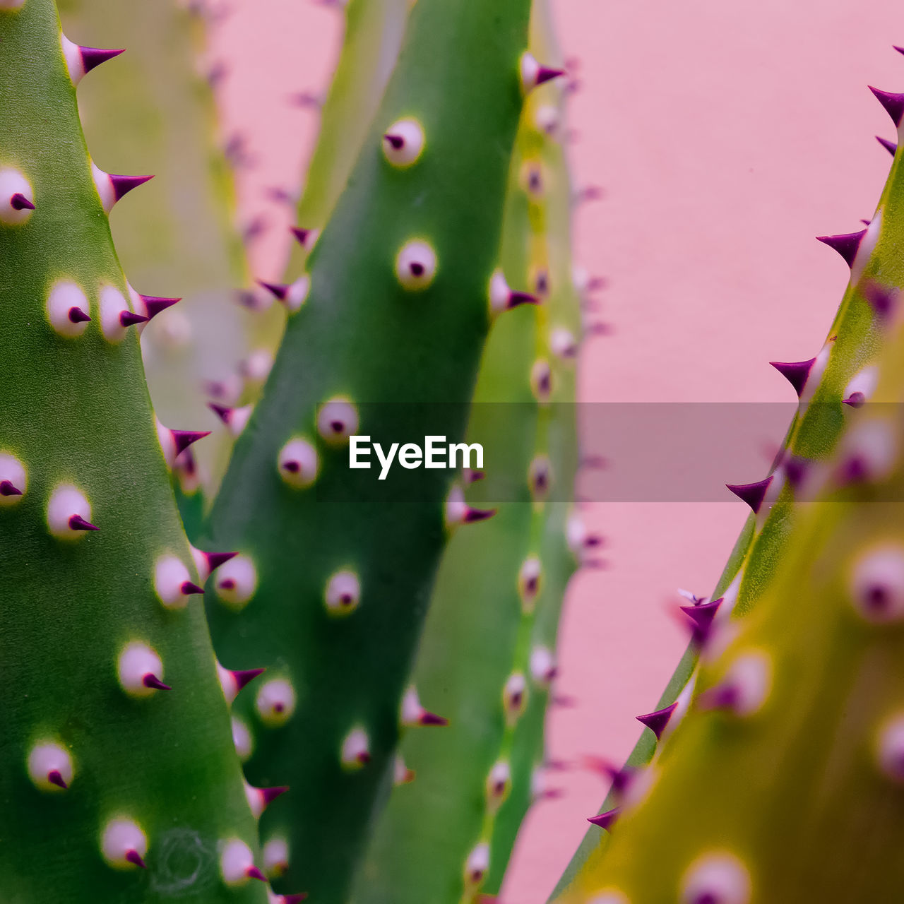 Plant close-up texture. cactus. plants lover concept. colors design