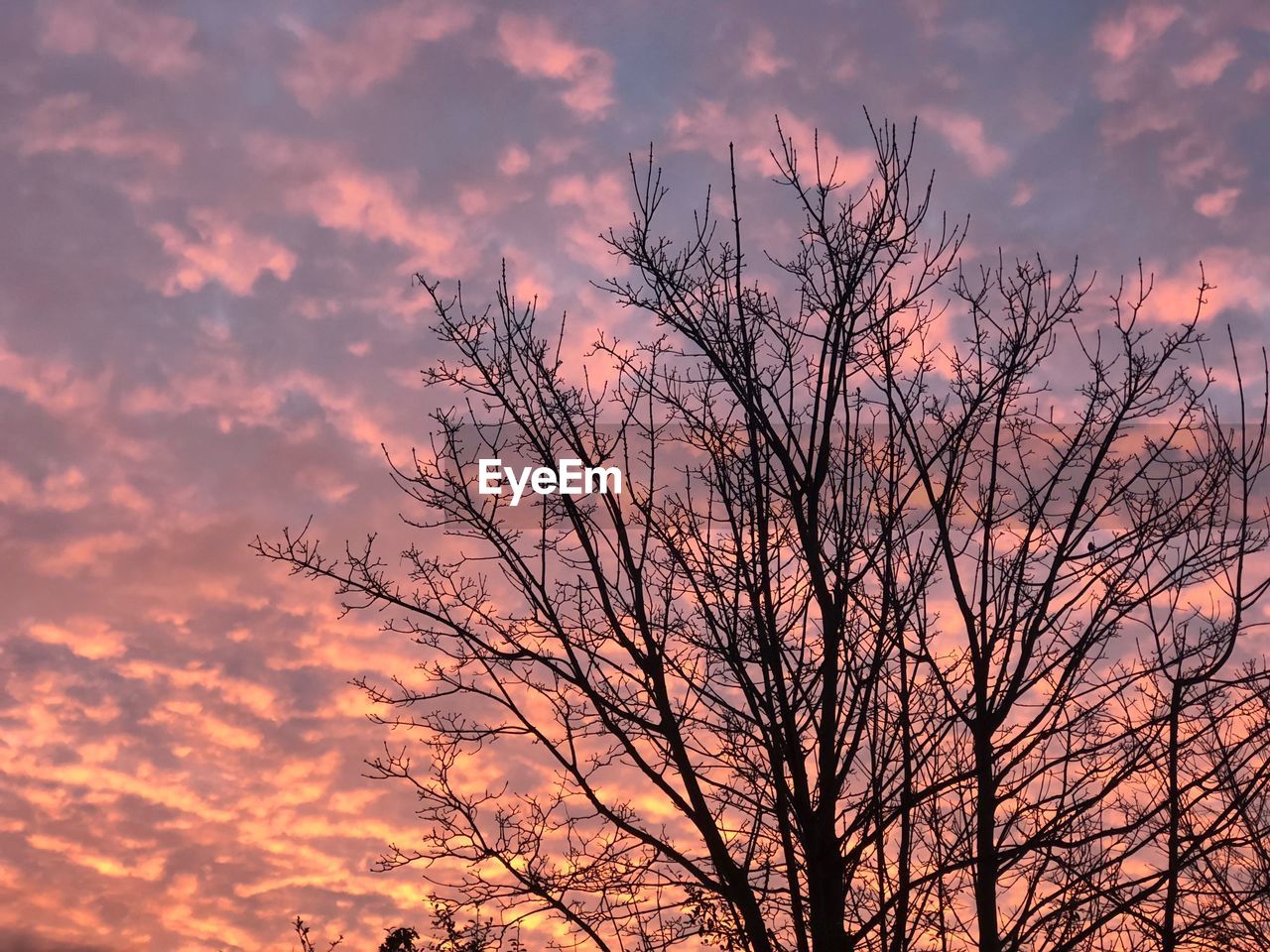 LOW ANGLE VIEW OF SILHOUETTE BARE TREE AGAINST CLOUDY SKY