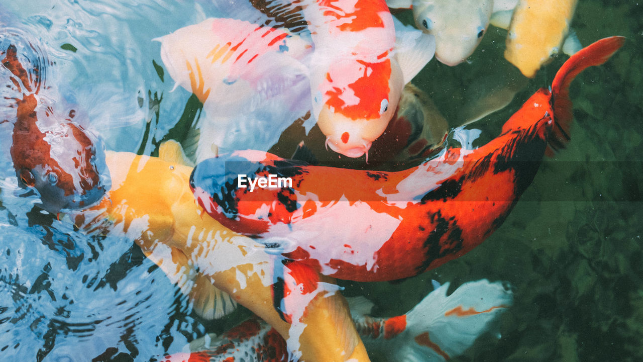 HIGH ANGLE VIEW OF FISH SWIMMING IN SEA