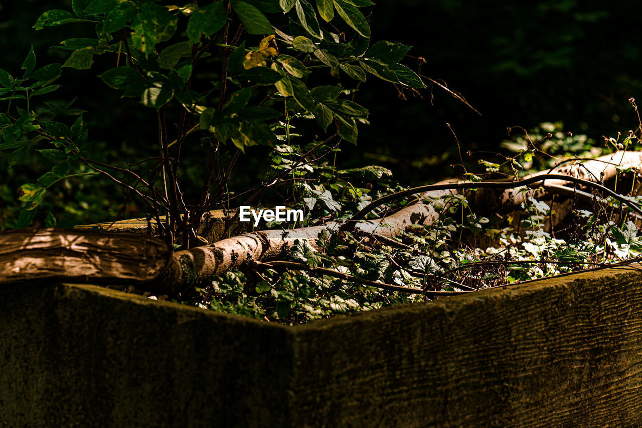 CLOSE-UP OF WOODEN TREE