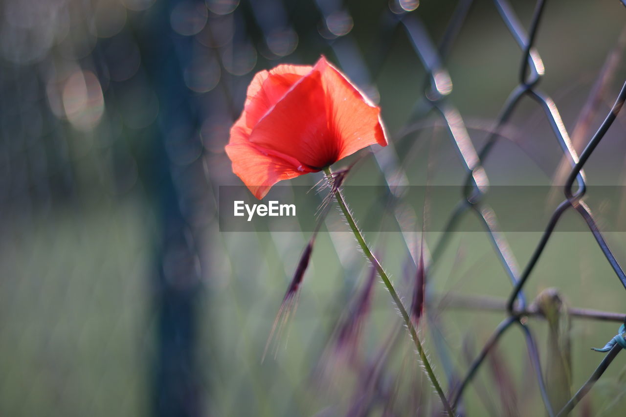 Close-up of red poppy