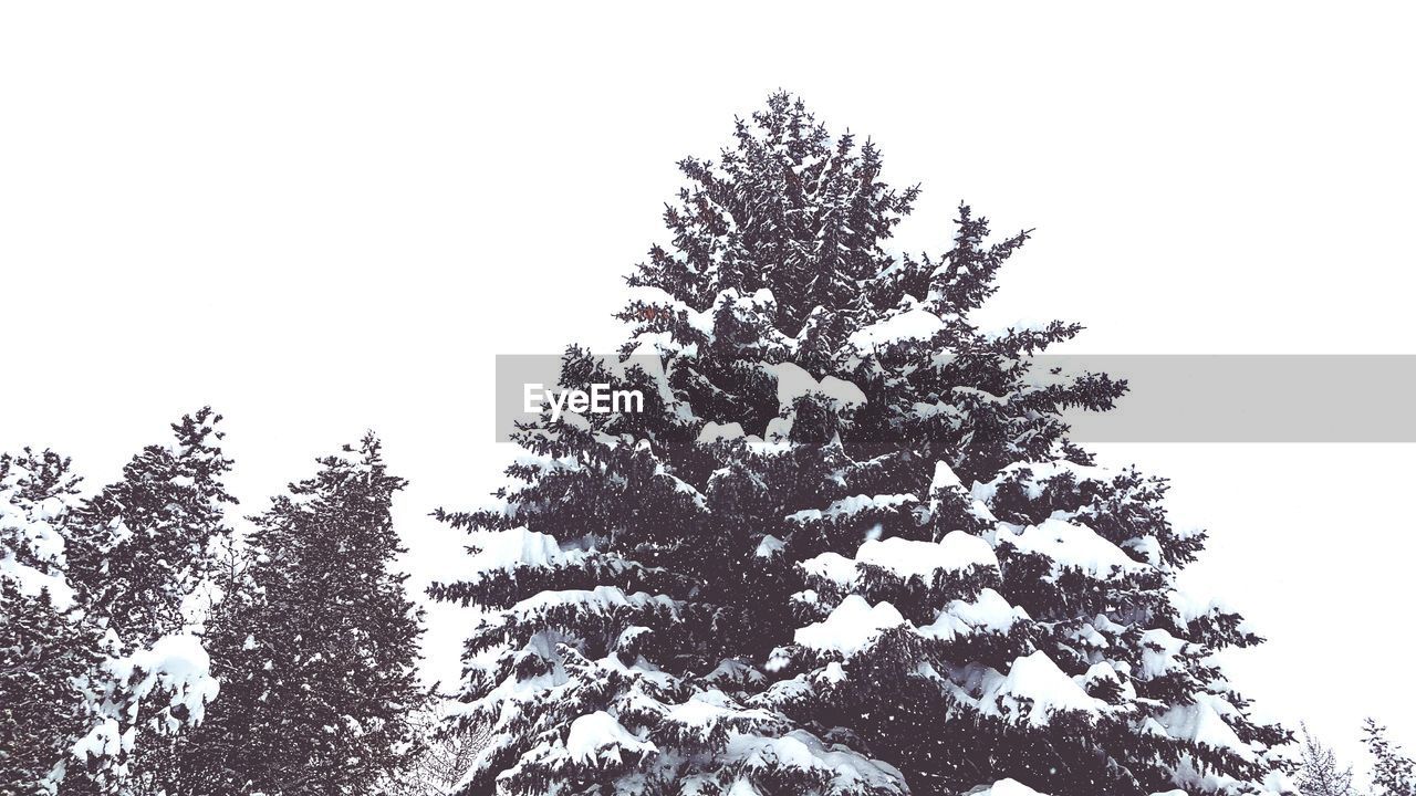 Low angle view of tree against clear sky