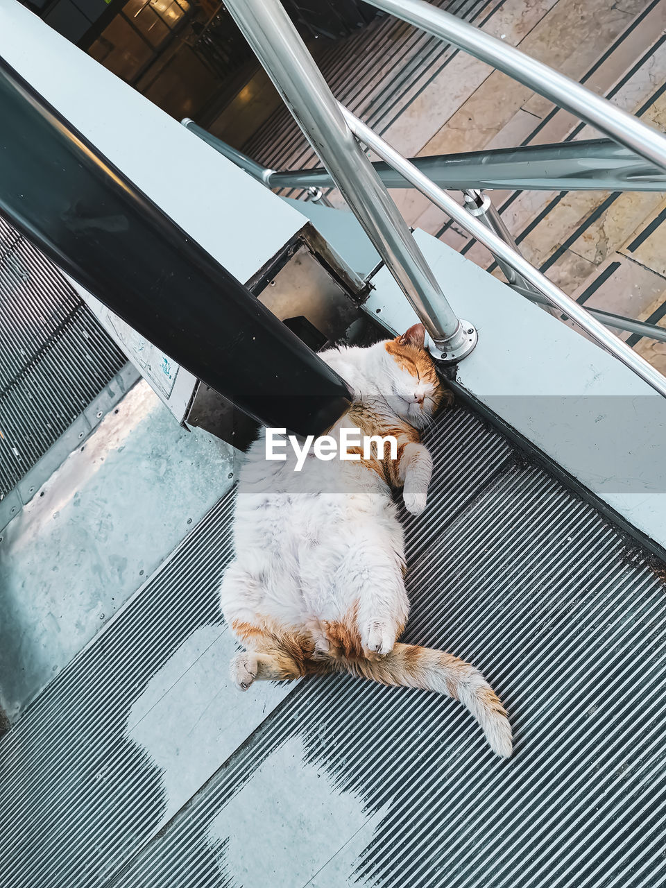 High angle view of cat sleeping on the floor in a metrobus station
