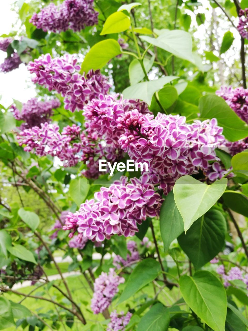 CLOSE-UP OF PINK FLOWER BLOOMING OUTDOORS