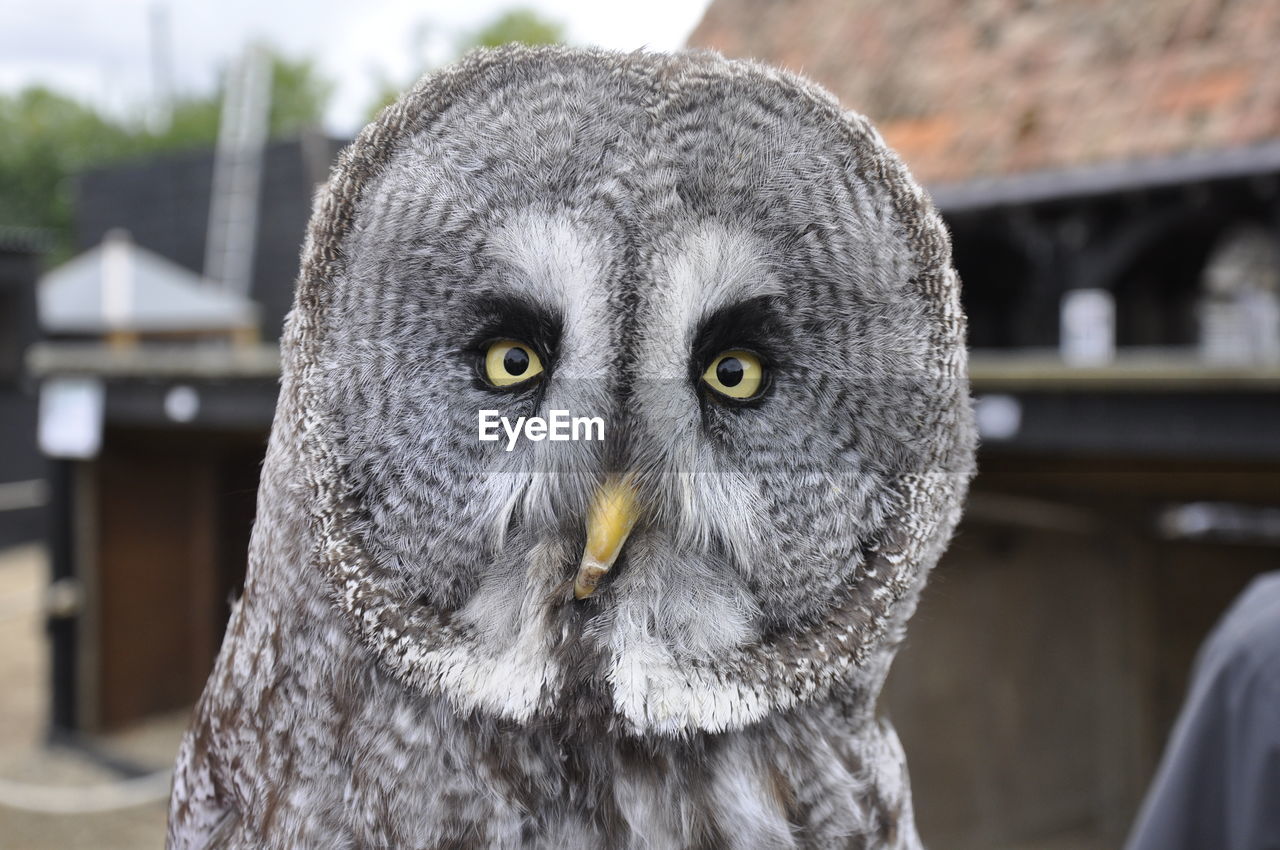 Close-up portrait of owl