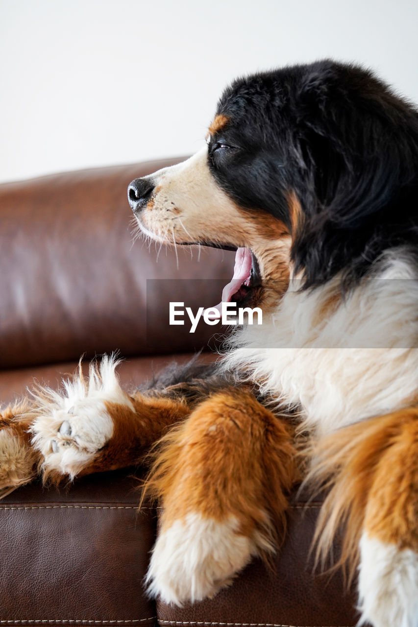 Yawning bernese mountain dog