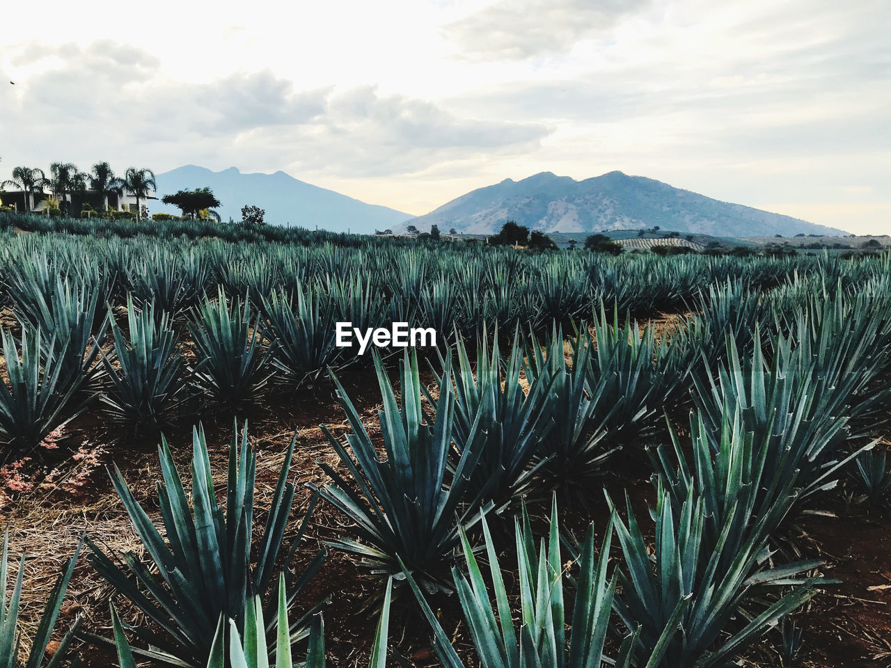 PLANTS GROWING ON LAND