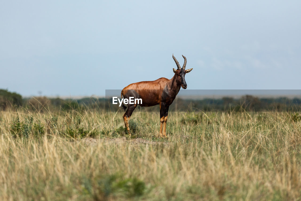 Antelope on field by clear sky