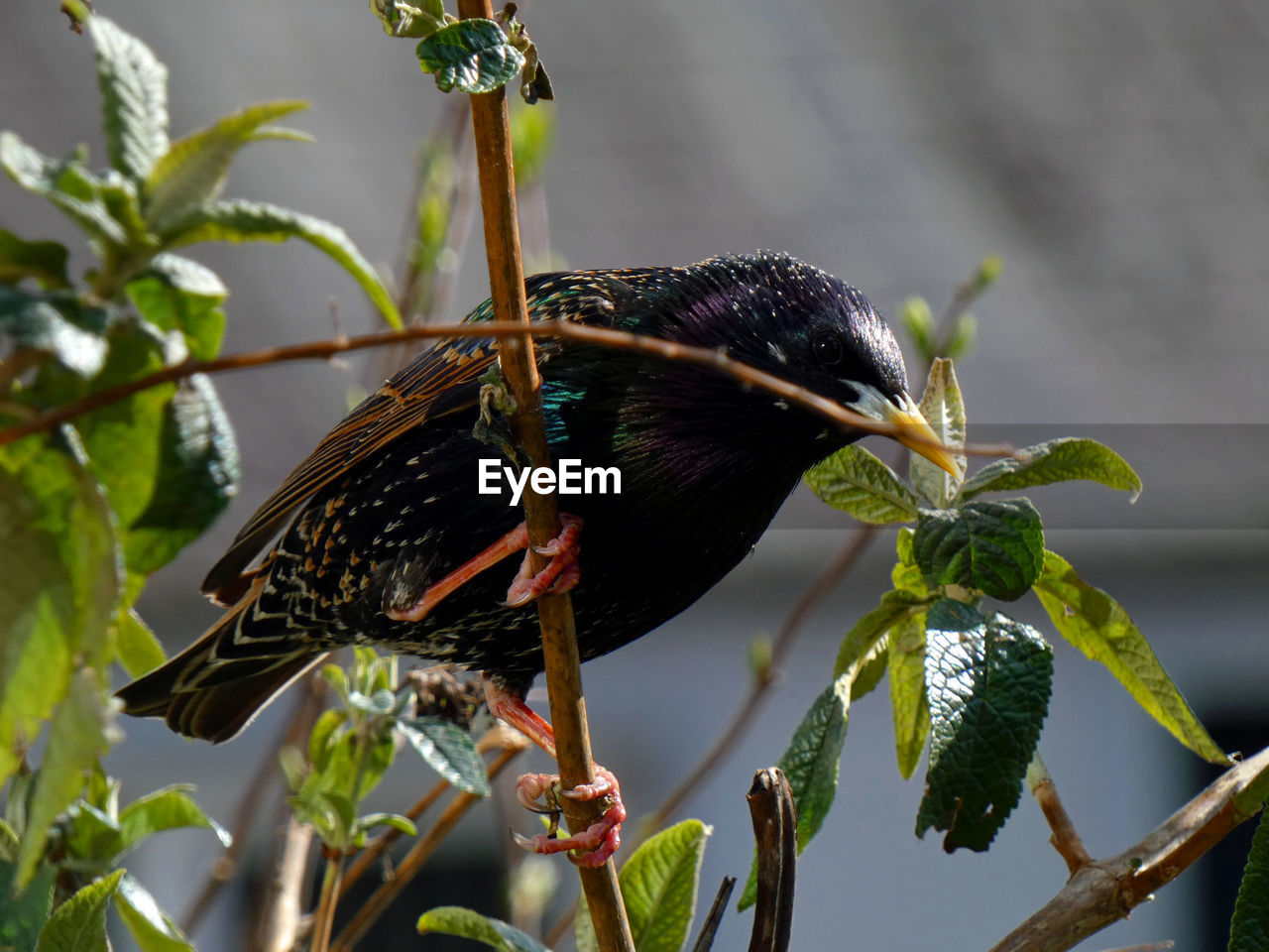 BIRD PERCHING ON BRANCH