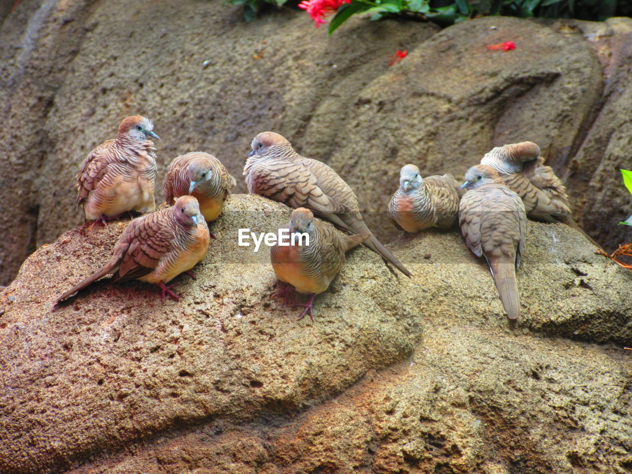 Close-up of birds on rock