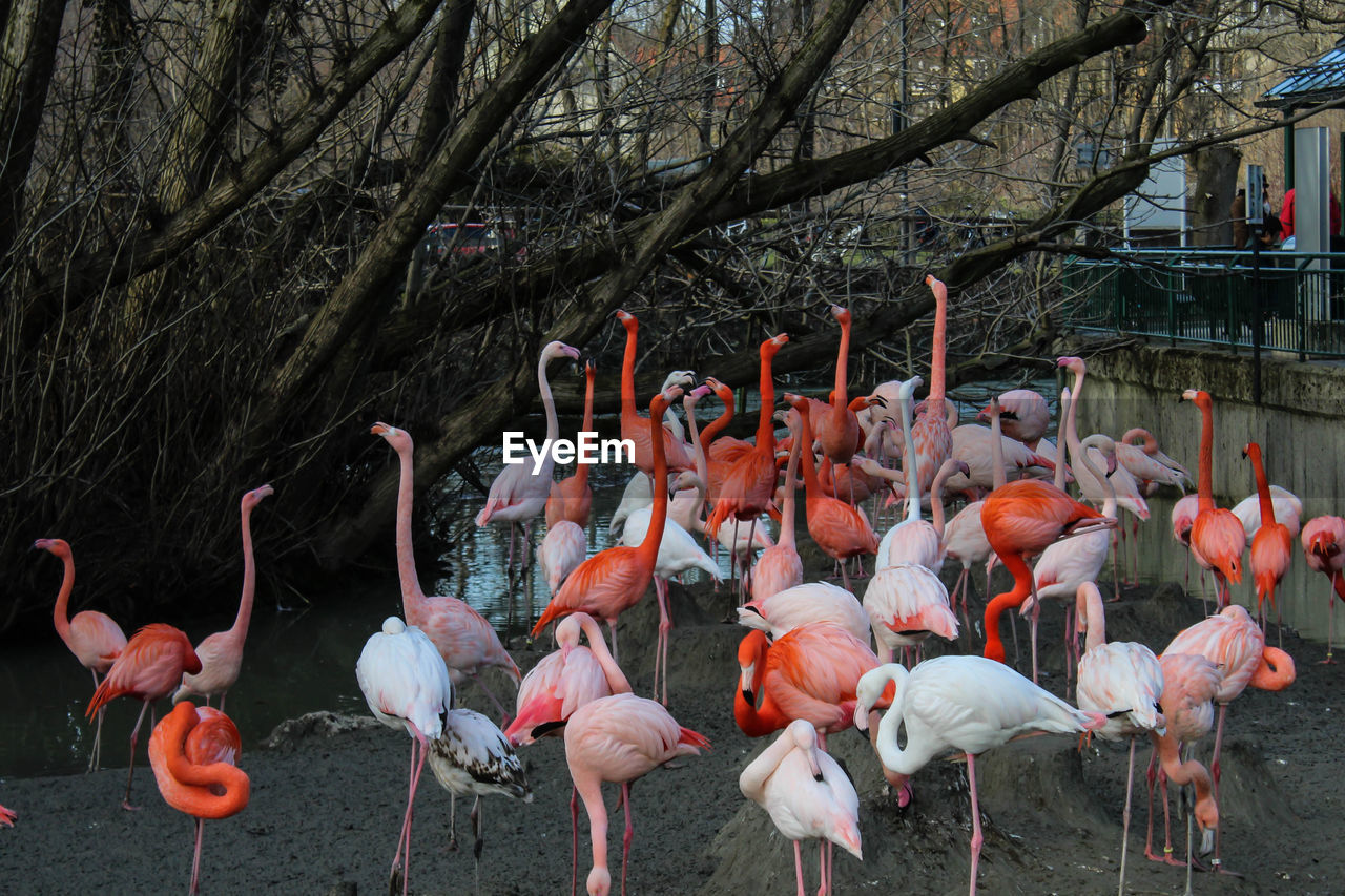 Flamingoes perching on sand against trees