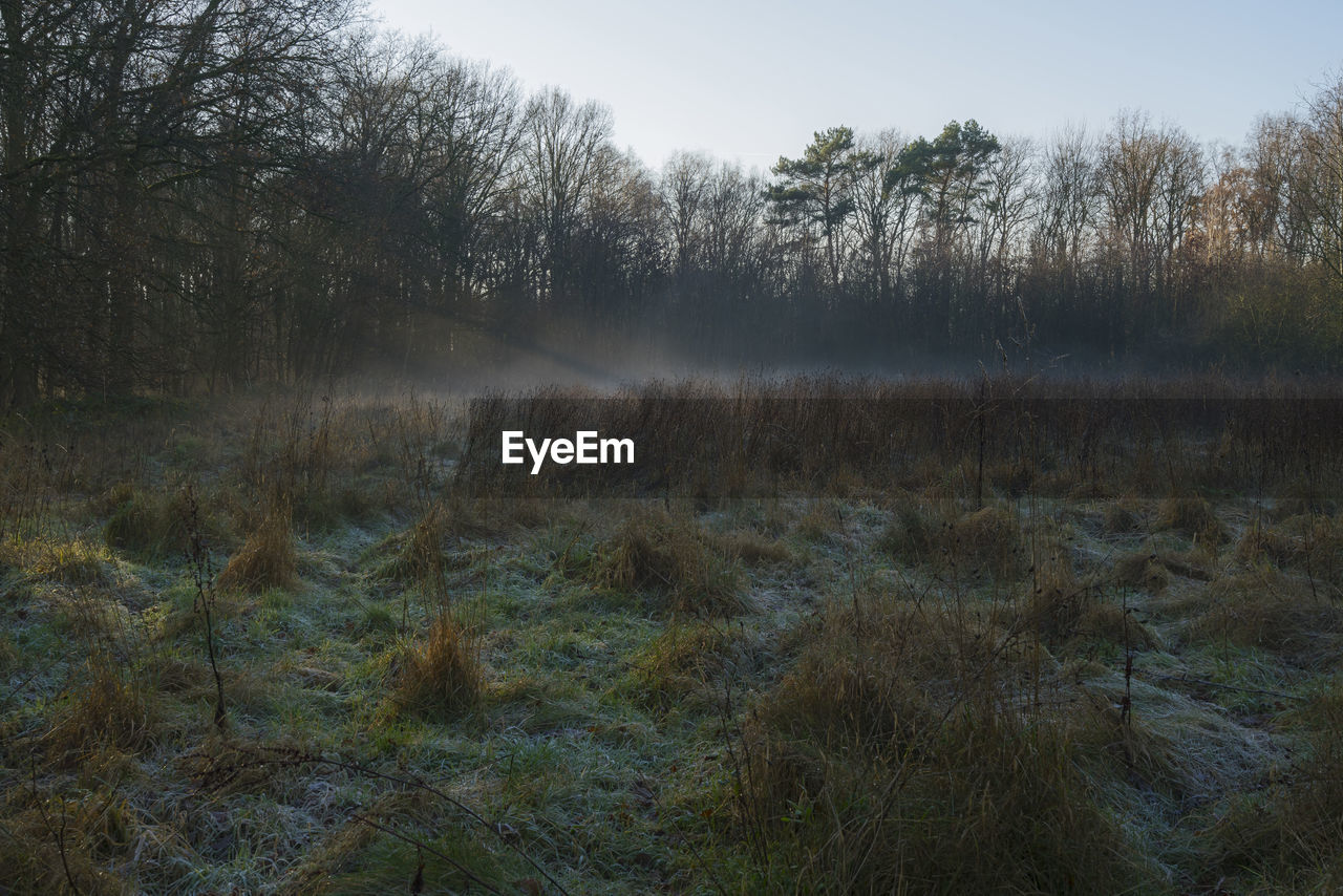Fog morning