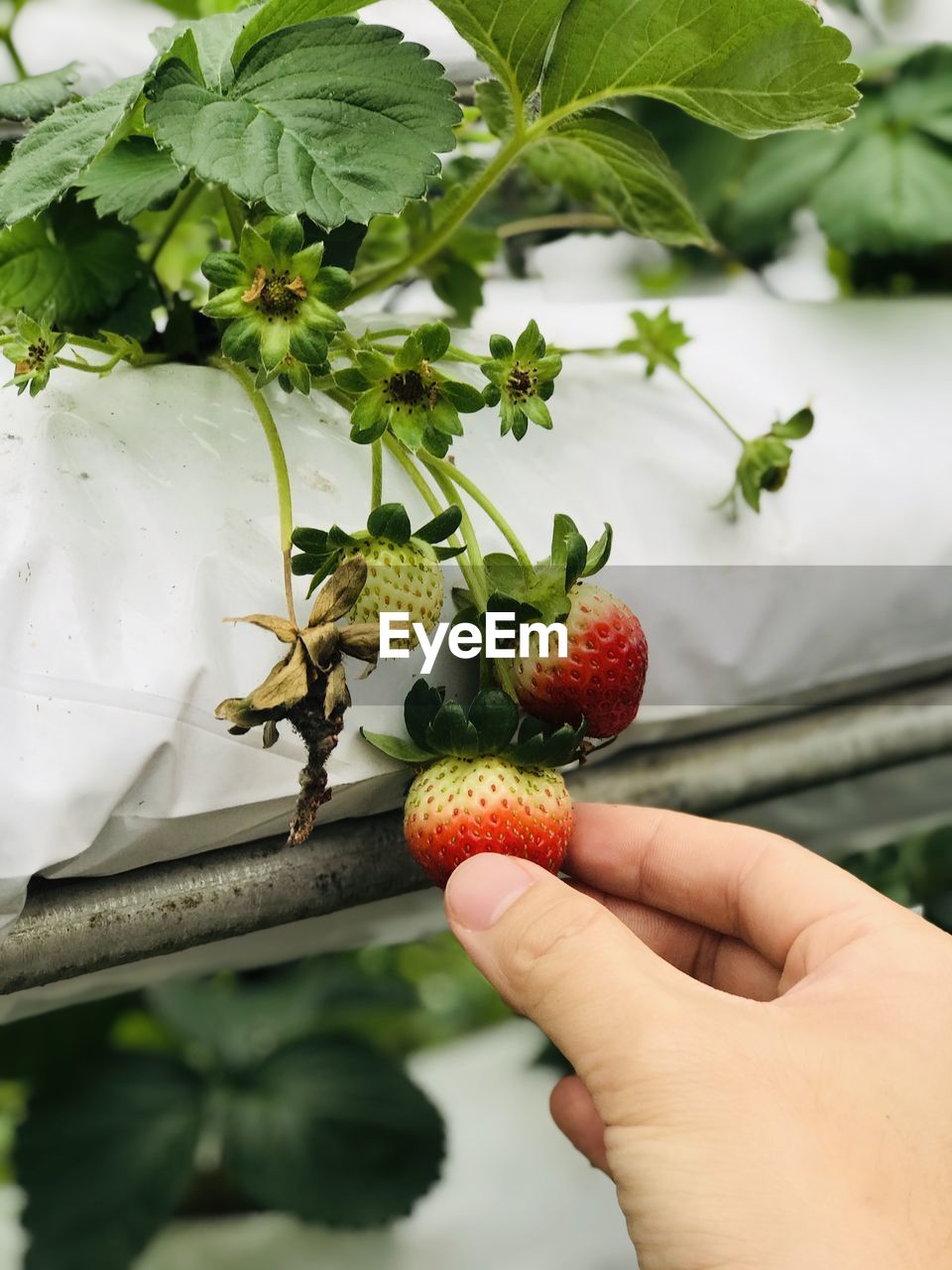CLOSE-UP OF HAND HOLDING BERRIES