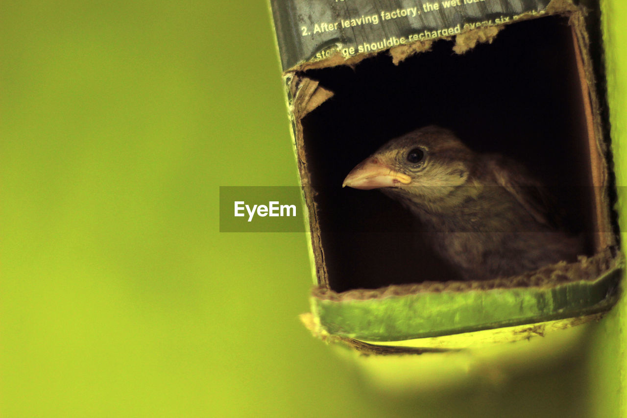 Close-up of bird in feeder