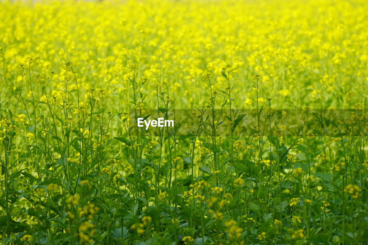 plant, field, rapeseed, yellow, beauty in nature, vegetable, produce, growth, land, flower, food, canola, grassland, agriculture, landscape, freshness, nature, rural scene, green, crop, flowering plant, meadow, environment, no people, brassica rapa, springtime, tranquility, farm, backgrounds, pasture, prairie, scenics - nature, oilseed rape, abundance, day, tranquil scene, full frame, outdoors, fragility, grass, vibrant color, mustard, idyllic