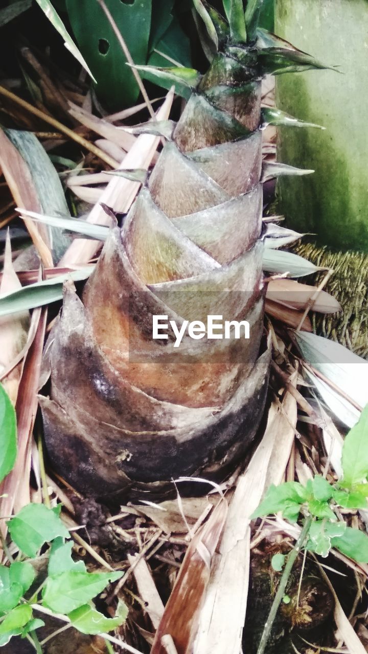 HIGH ANGLE VIEW OF DRY PLANTS ON FIELD