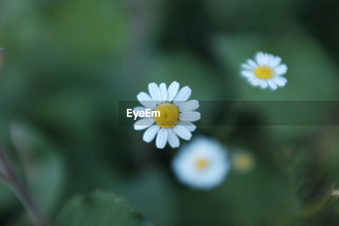 Close-up of yellow flowers blooming outdoors