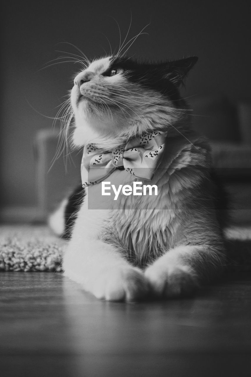 Adopted cat indoors with bowtie