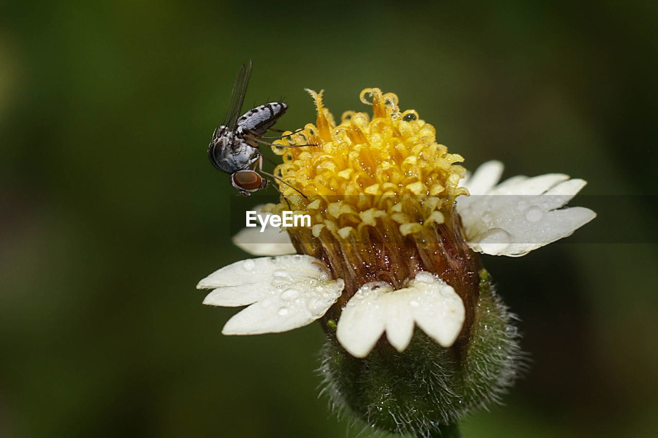 CLOSE-UP OF HONEY BEE ON FLOWER