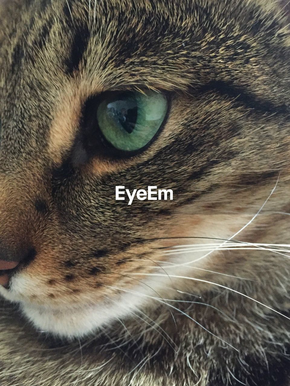 Extreme close up of cat