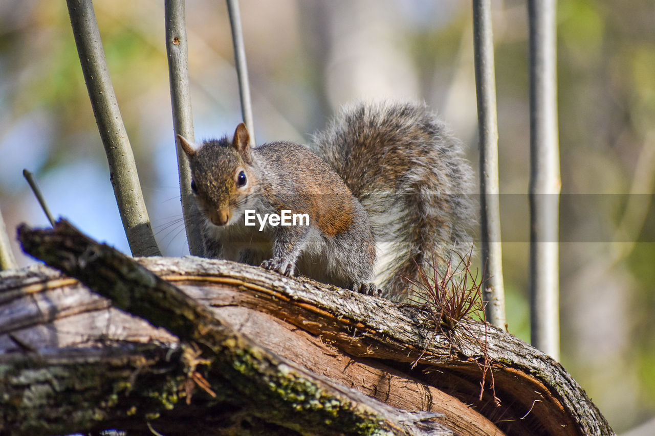 SQUIRREL ON TREE BRANCH