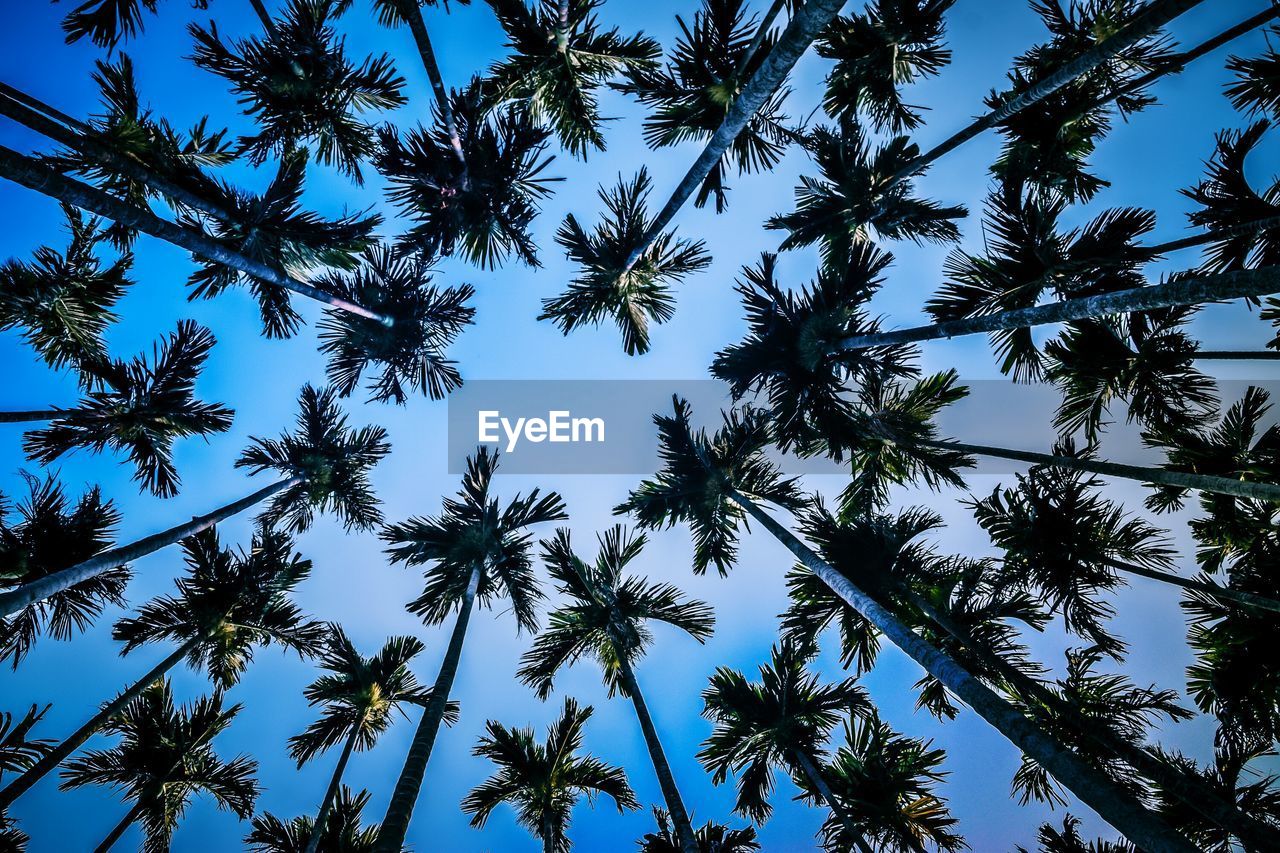 Low angle view of tree against sky