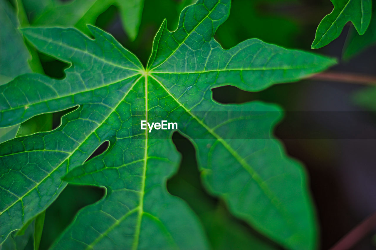 Full frame shot of green leaves