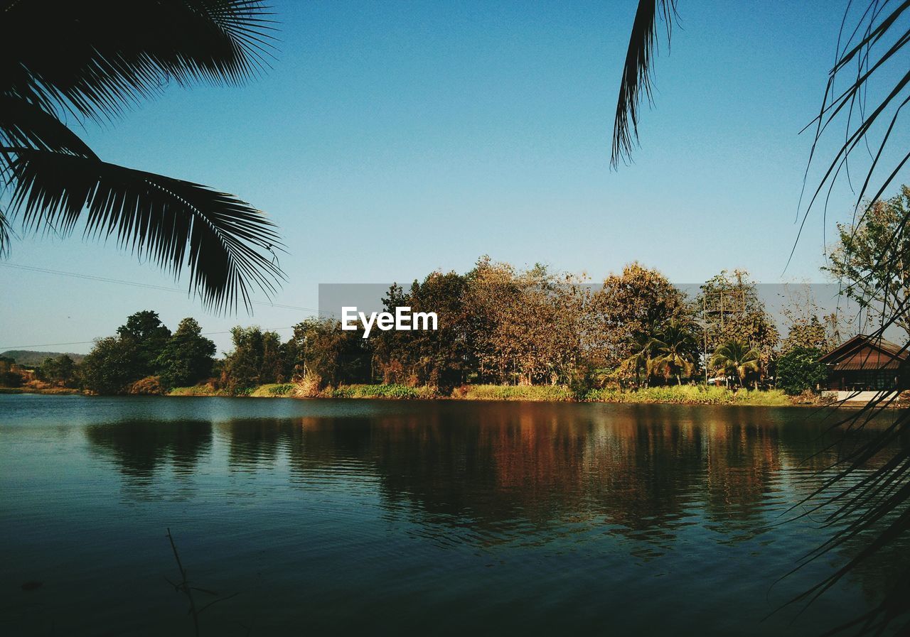 River and trees