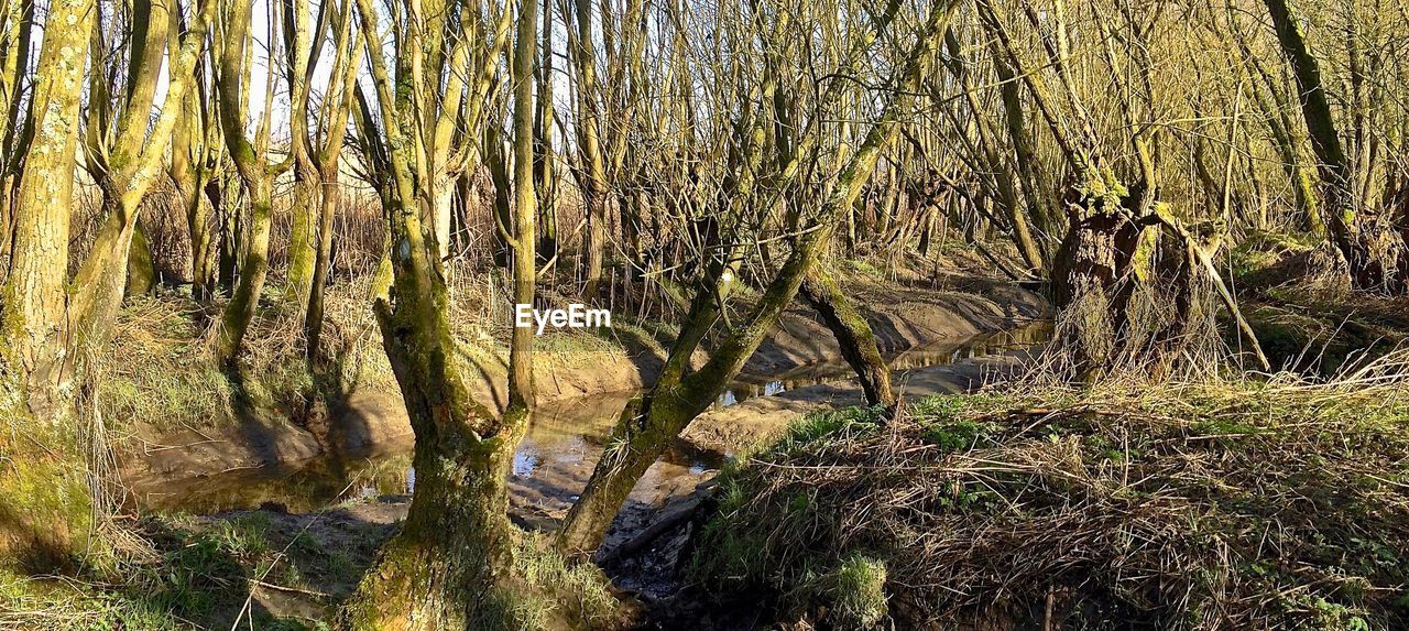 VIEW OF TALL TREES IN THE FOREST