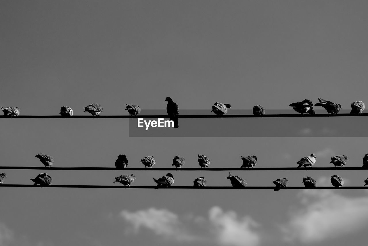 bird, animal themes, wildlife, animal, animal wildlife, black and white, group of animals, sky, monochrome, large group of animals, perching, line, flock of birds, nature, cable, no people, monochrome photography, cloud, font, silhouette, in a row, low angle view, black, outdoors, electricity, technology, pigeon