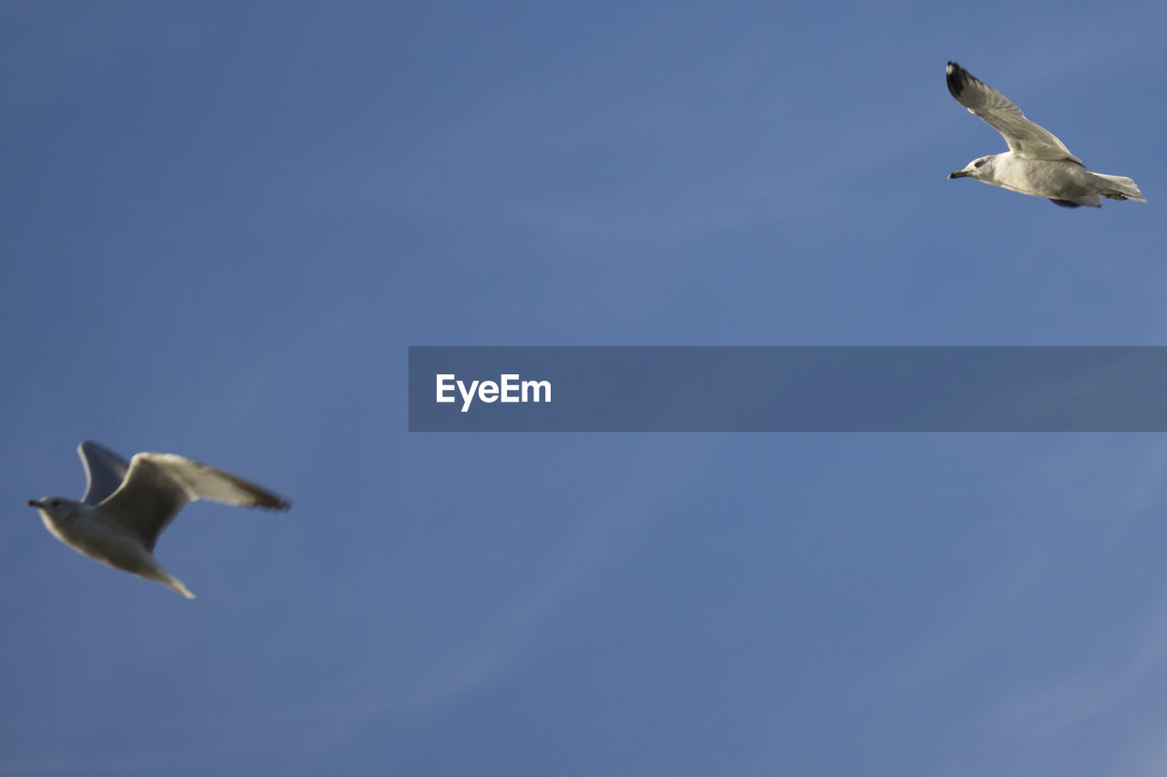 LOW ANGLE VIEW OF SEAGULL FLYING AGAINST SKY