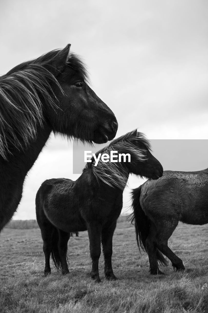 Horses on meadow