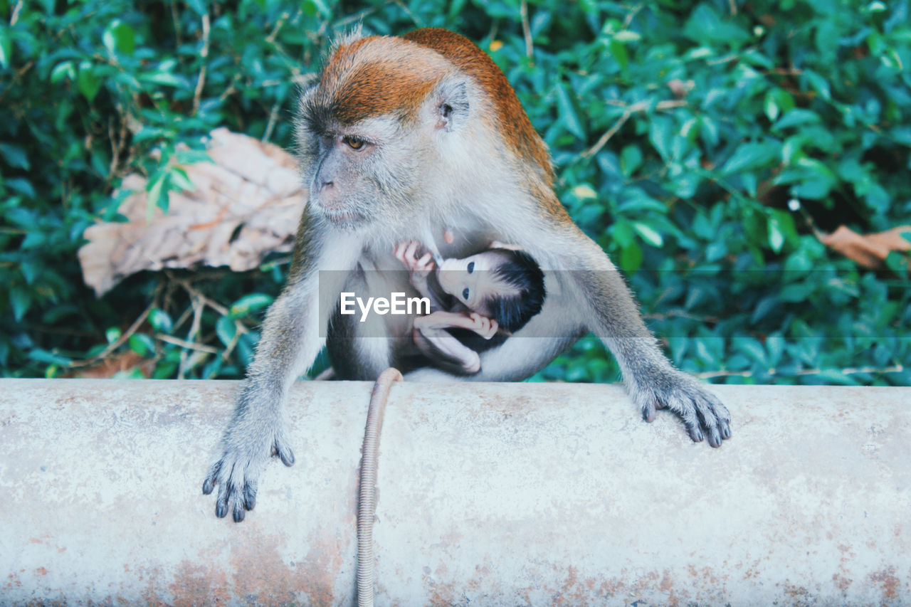 MONKEYS SITTING ON STONE