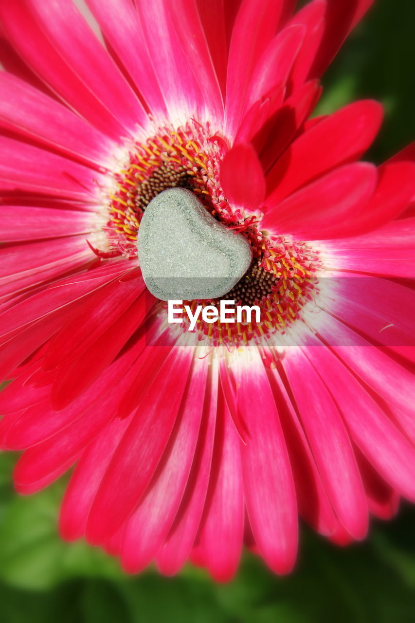 Close-up of stone on pink flower