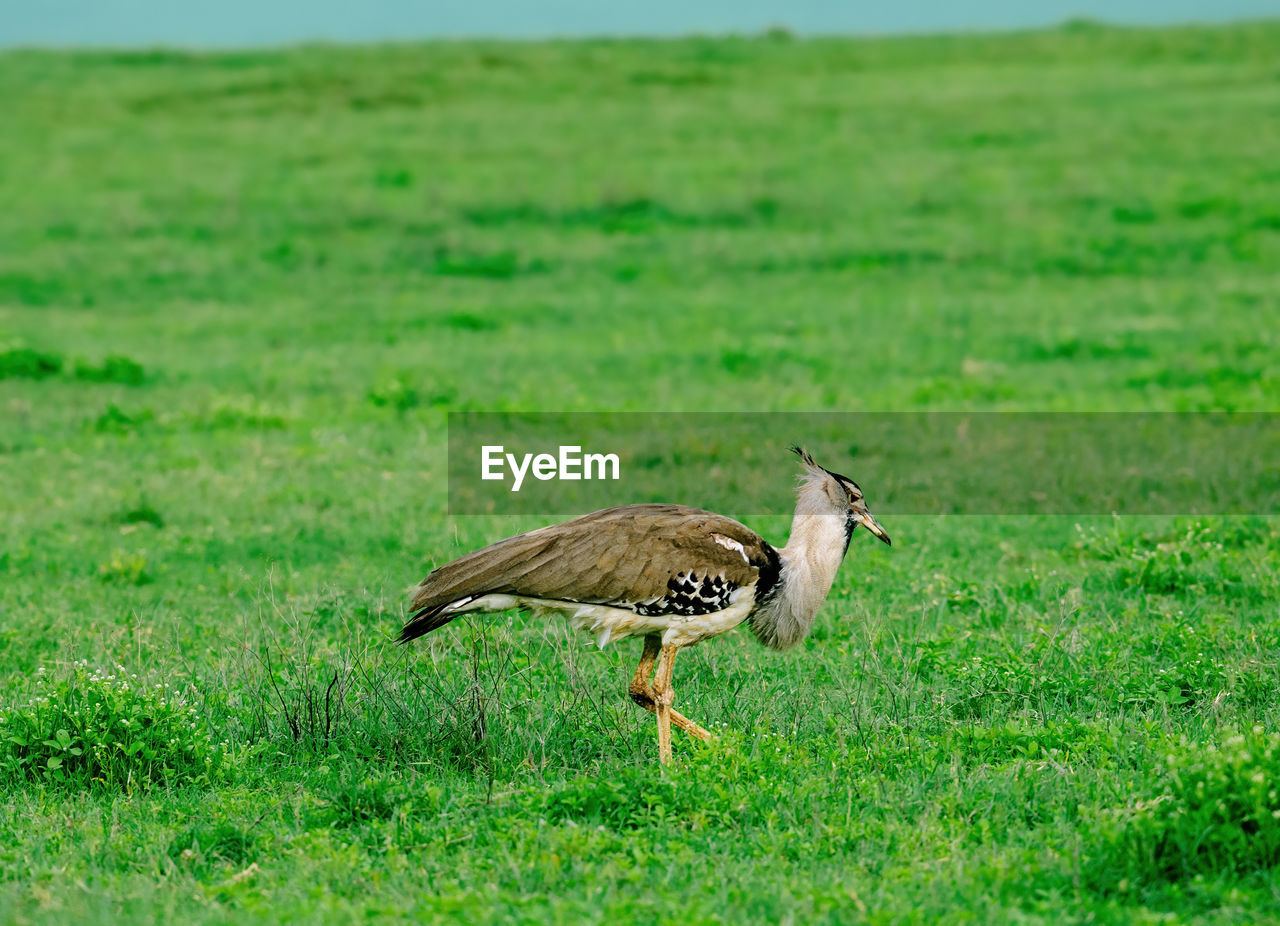 Kori bustard - ardeotis kori in ngorongoro