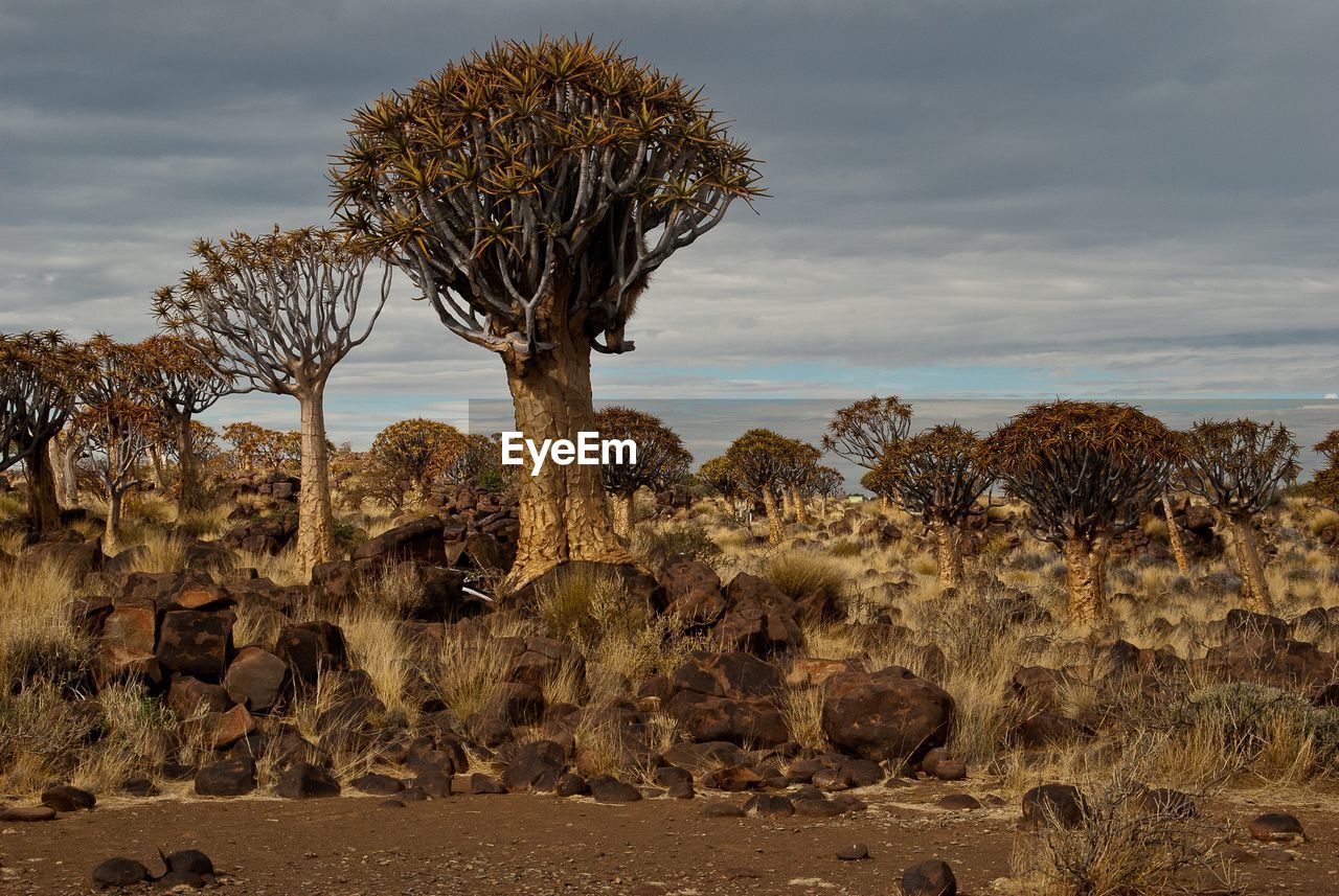 Bare trees on desert against sky