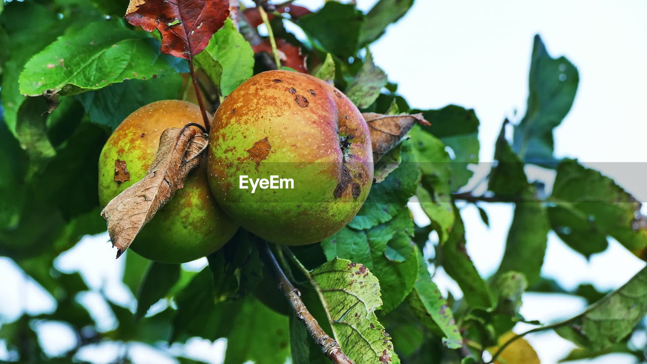 CLOSE-UP OF FRUITS ON TREE