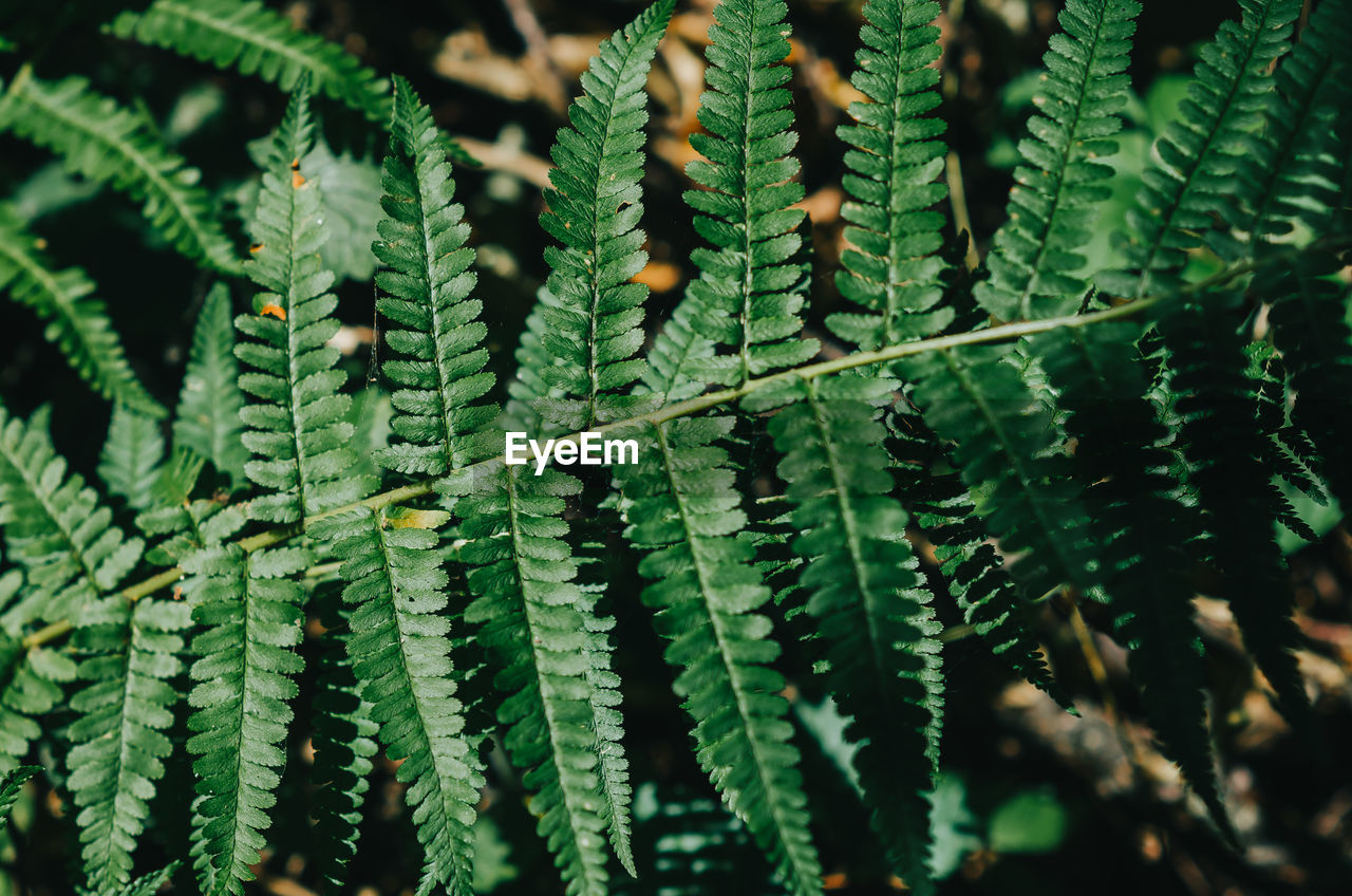 plant, green, growth, ferns and horsetails, leaf, plant part, nature, fern, beauty in nature, close-up, no people, tree, branch, day, pinaceae, plant stem, coniferous tree, pine tree, flower, outdoors, focus on foreground, botany, land, selective focus, freshness, spruce, tranquility, fir