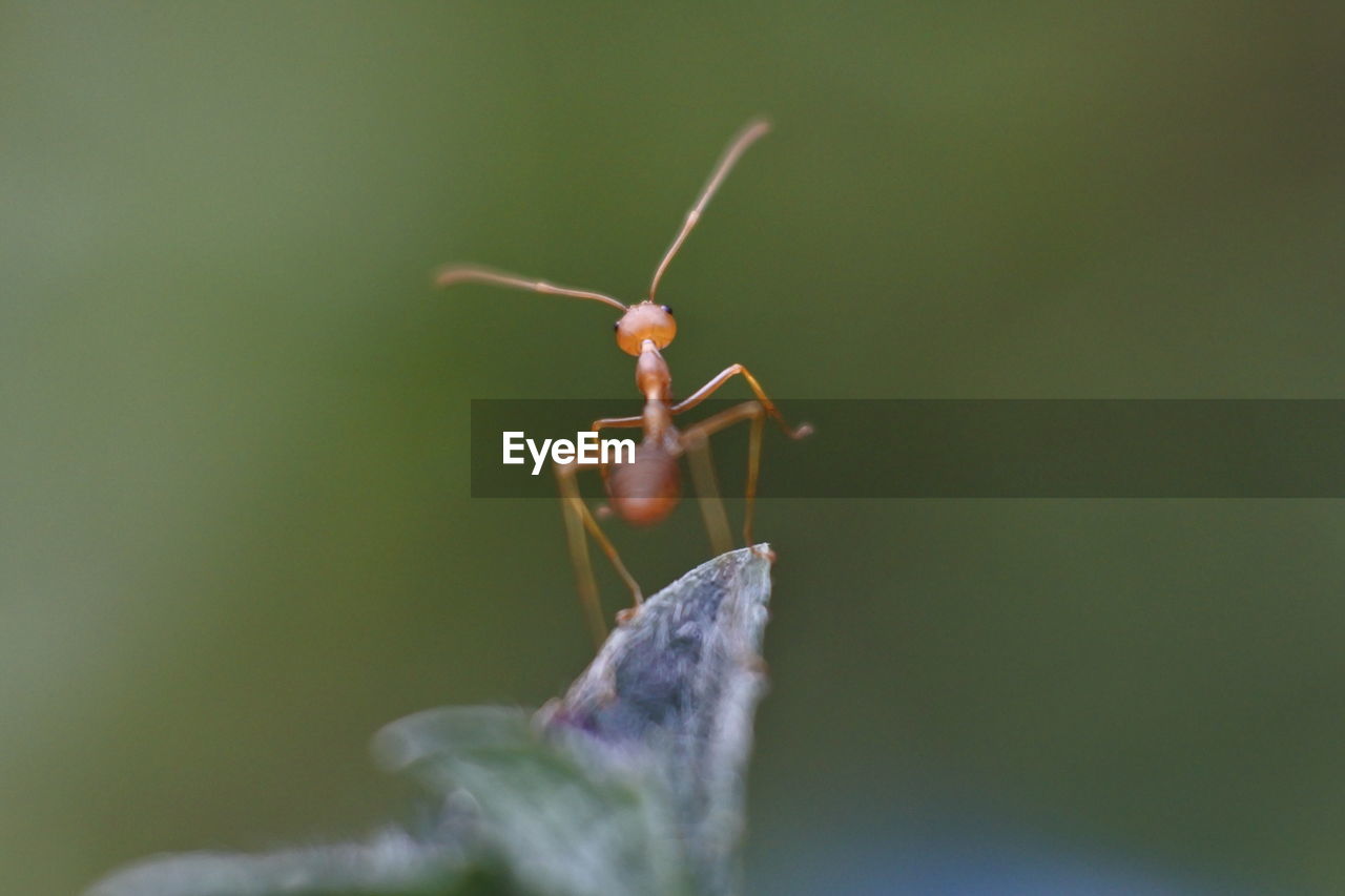 Close-up of insect