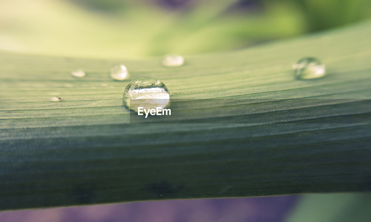 CLOSE-UP OF WATER DROP ON LEAF