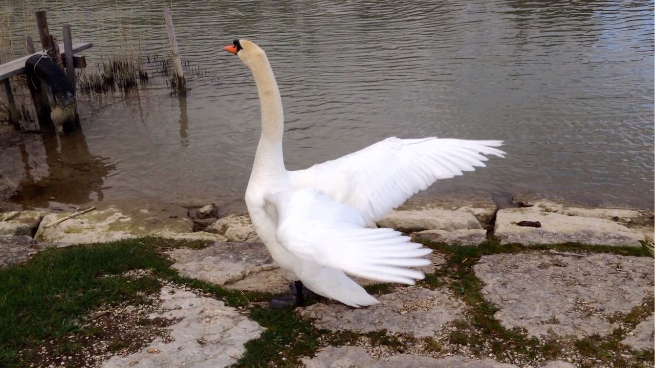 BIRDS IN WATER