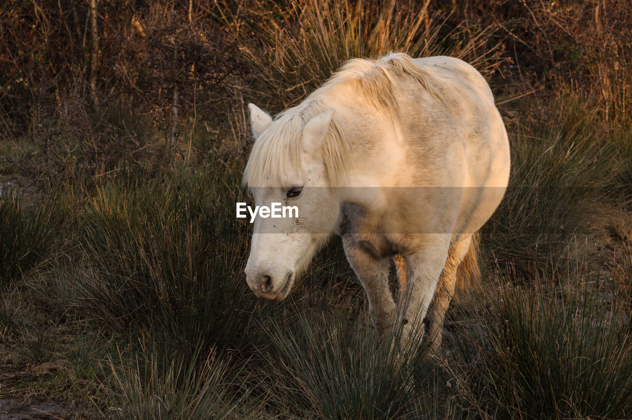 High angle view of horse standing on grassy field