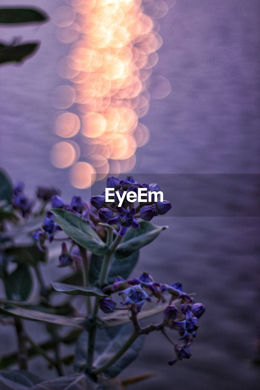 Close-up of purple flowering plant against sea during sunset