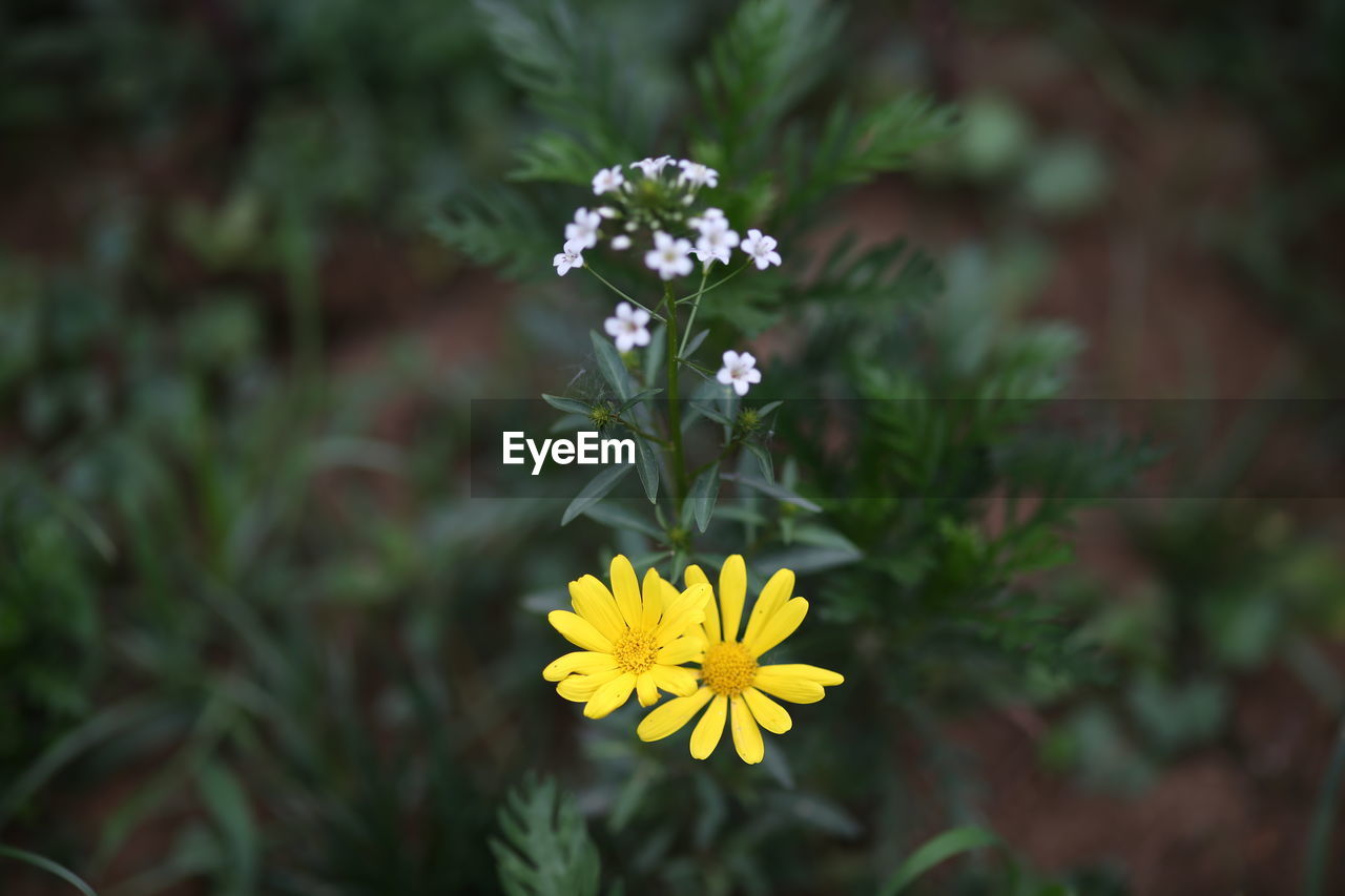 CLOSE-UP OF YELLOW FLOWER