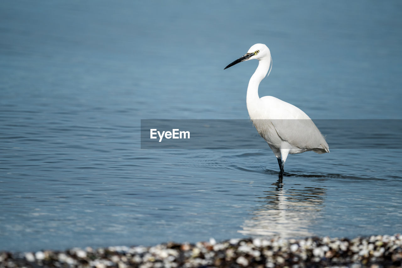 animal themes, bird, animal, animal wildlife, wildlife, water, one animal, beak, nature, no people, day, white, lake, heron, full length, selective focus, water bird, standing, outdoors, beach, reflection, side view, beauty in nature