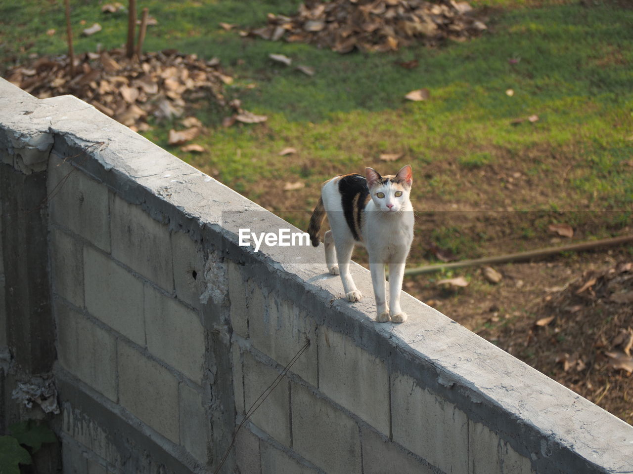 HIGH ANGLE PORTRAIT OF A CAT STANDING ON WALL